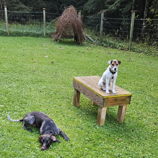 Bayerischer Gebirgsschweisshund BGS bei der Jagd