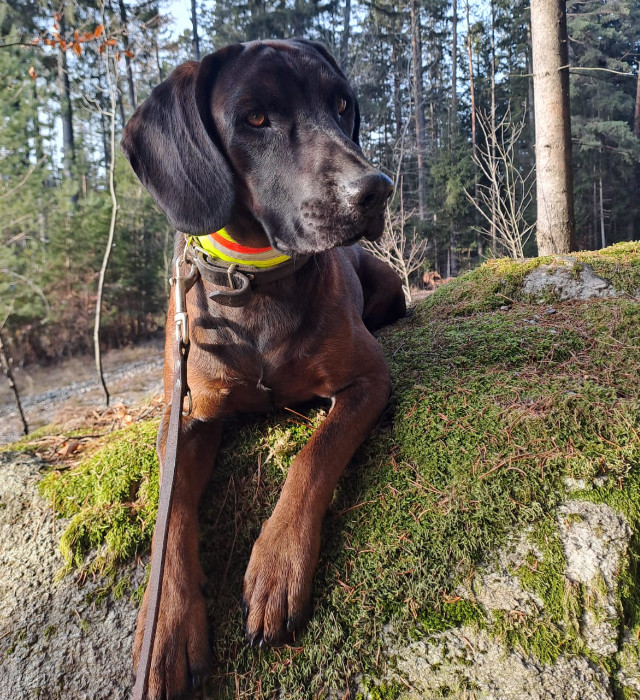 Bayerischer Gebirgsschweisshund BGS bei der Jagd