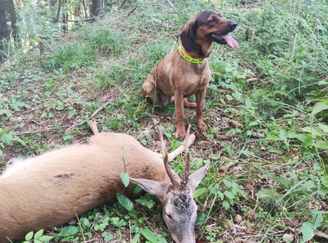 Jagdhundeausbildung Jagdhunde-Ausbildungsstätte für Jagdhunde
