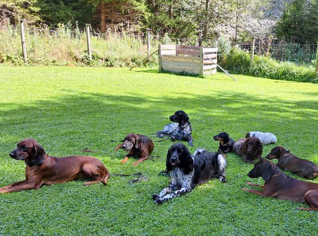 Jagdhundeausbildung Jagdhunde-Ausbildungsstätte für Jagdhunde