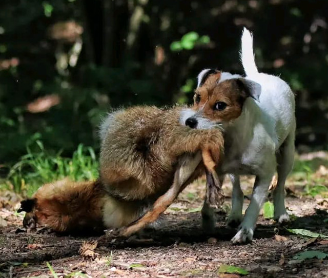 Russell Parson Terrier Fuchsjagd