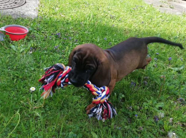 Jagdhundeausbildung Jagdhunde-Ausbildungsstätte für Jagdhunde